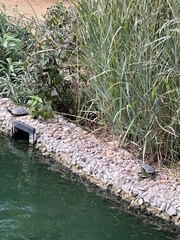 Trachemys scripta elegans