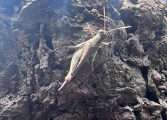 Trilophidia annulata