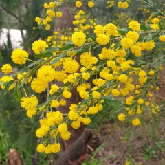 Acacia paradoxa