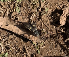 Astylus trifasciatus