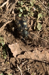 Astylus trifasciatus