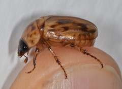 Cyclocephala lunulata