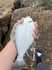 Paralichthys californicus