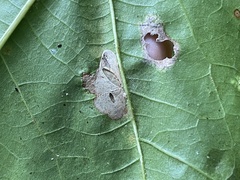Phyllonorycter