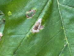 Phyllonorycter