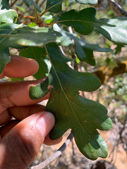 Quercus × eplingii