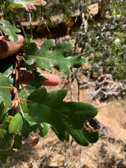 Quercus × eplingii