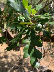Quercus × eplingii