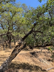 Quercus × eplingii