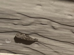 Oecetis