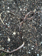 Masticophis taeniatus girardi