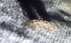 Hydropsyche