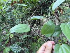 Smilax bracteata