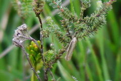Crambus pascuella