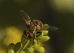 Gymnoclytia occidentalis
