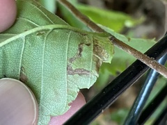 Stigmella apicialbella