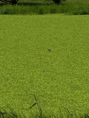 Hydrophasianus chirurgus