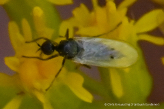 Empididae