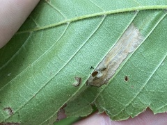 Phyllonorycter argentinotella