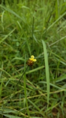 Xyris formosana