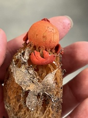 Calostoma cinnabarinum