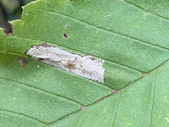Phyllonorycter argentinotella