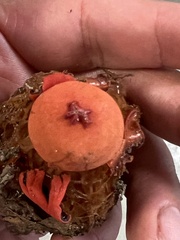 Calostoma cinnabarinum