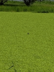 Hydrophasianus chirurgus