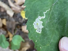 Liriomyza limopsis
