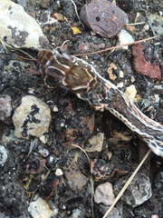 Masticophis taeniatus girardi