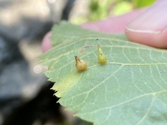 Caryomyia ansericollum