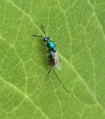 Torymidae