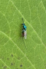 Torymidae