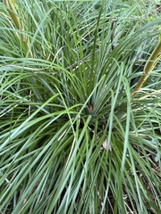 Xerophyllum tenax