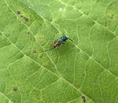 Torymidae