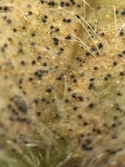 Septoria cerastii