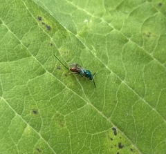 Torymidae
