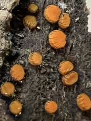 Scutellinia setosa