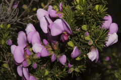 Gompholobium scabrum