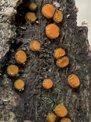 Scutellinia setosa