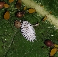 Cryptolaemus