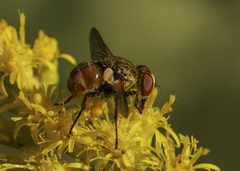 Gymnoclytia occidentalis