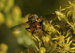 Gymnoclytia occidentalis