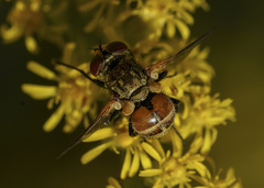 Gymnoclytia occidentalis