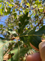 Quercus × eplingii