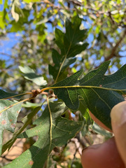 Quercus × eplingii