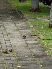Streptopelia tranquebarica