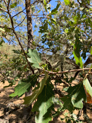 Quercus × eplingii