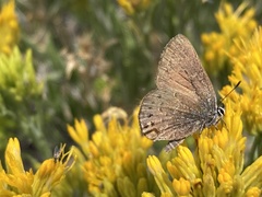 Satyrium behrii