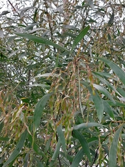 Acacia falcata